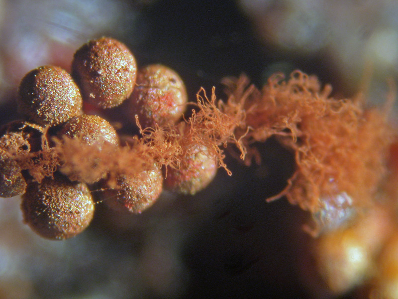 Metatrichia vesparium ?